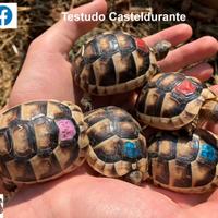 Tartarughe di terra Marginata Sarda