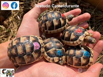 Tartarughe di terra Marginata Sarda