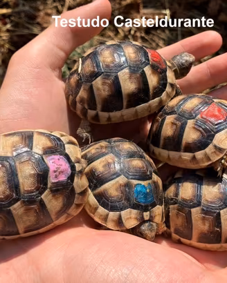 Tartarughe di terra Marginata Sarda
