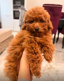 Barboncino toy 4 mesi pedigree enci