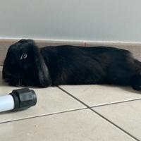 Conigli nani ariete e testa di leone