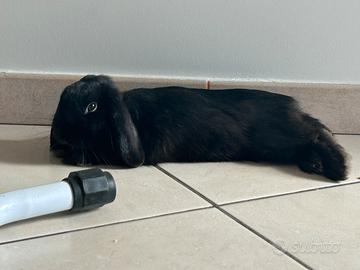 Conigli nani ariete e testa di leone