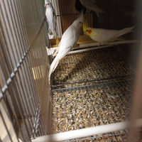 Pappagalli varie specie