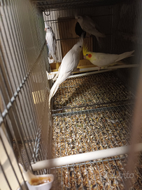 Pappagalli varie specie