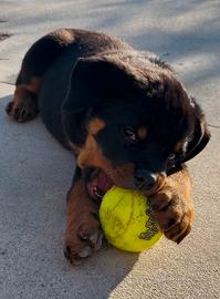 Cucciola Rottweiler 62gg