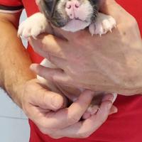 Bouledogue francese