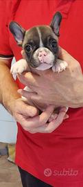 Bouledogue francese
