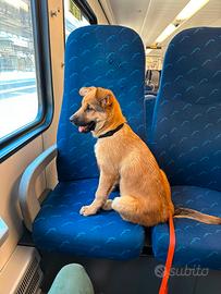 Cucciolo Malinois