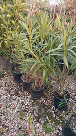 piante siepe oleandro