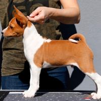 BASENJI cucciolo con pedigree ENCI