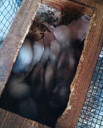 Furetti
