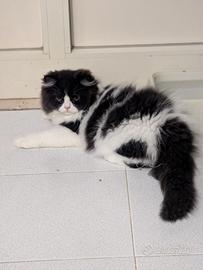 Maschietto Persiano Gattino di 3 mesi