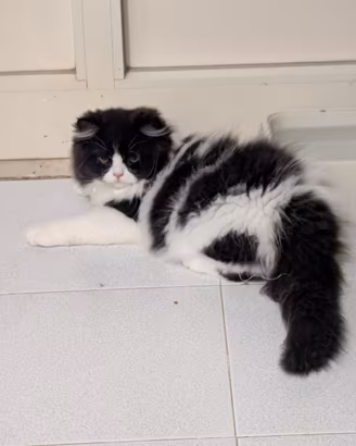 Maschietto Persiano Gattino di 3 mesi