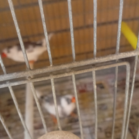 Coppie diamantine riproduttiva