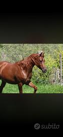 Cavalla araba