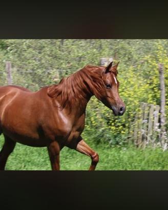 Cavalla araba