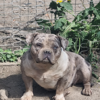 American bully femmina