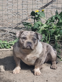 American bully femmina