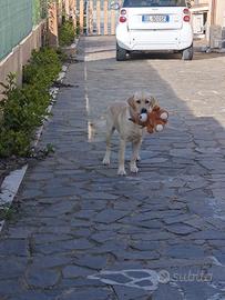 Monta labrador con pedigree