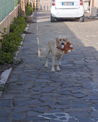 Monta labrador con pedigree
