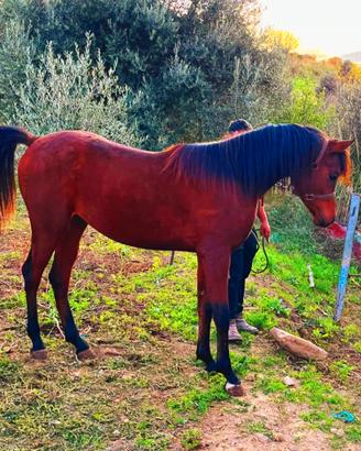 Cavallo arabo