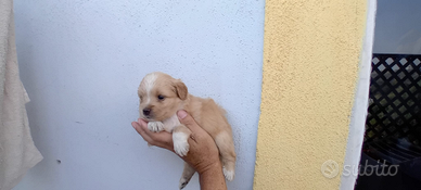 Cucciolo Maltipoo mini toy da borsetta
