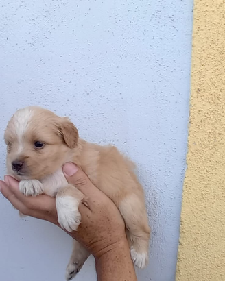 Cucciolo Maltipoo mini toy da borsetta