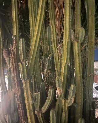3 talee san pedro 80 cm