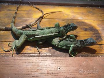Iguana verde