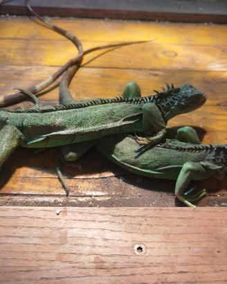 Iguana verde