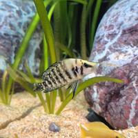 Ciclidi lago tanganica