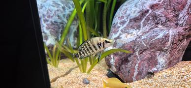 Ciclidi lago tanganica