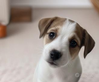 Stupenda Jack Russell con pedigree