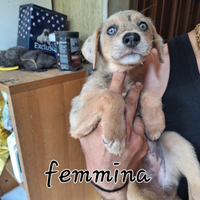 Cuccioli incrocio mix Border Collie e mix Australi