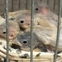 Cardinalini del venezuela