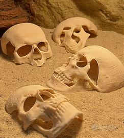 decorazione terrario teca