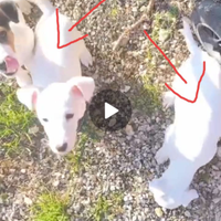 Cuccioli di jack Russell