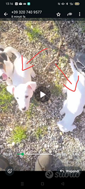 Cuccioli di jack Russell