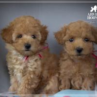 Barboncino toy allevamento proffesionale