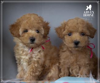 Barboncino toy allevamento proffesionale