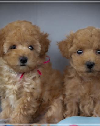 Barboncino toy allevamento proffesionale