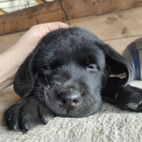 Cucciolo di labrador retriever