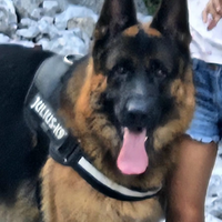 Pastore tedesco maschio