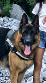 Pastore tedesco maschio