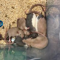 Ratti da compagnia bianchi e grigi