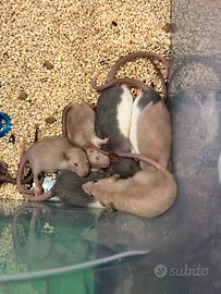 Ratti da compagnia bianchi e grigi