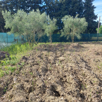 Terreno agricolo pianura recintato