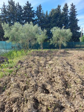 Terreno agricolo pianura recintato