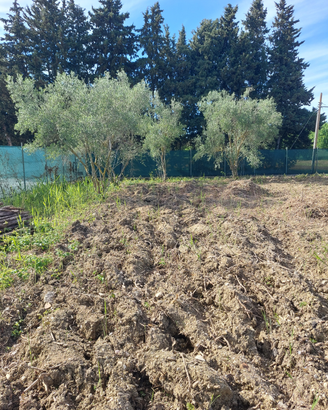 Terreno agricolo pianura recintato
