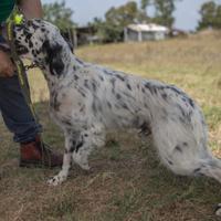 Setter caccia e gare